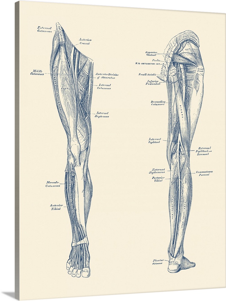 Vintage diagram depicting the muscles and arteries in the legs.