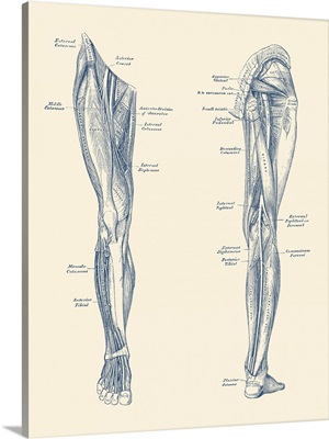 Vintage Diagram Depicting The Muscles And Arteries In The Legs
