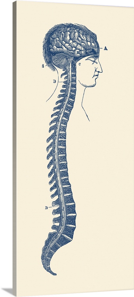 Vintage diagram of the human spinal cord and brain.