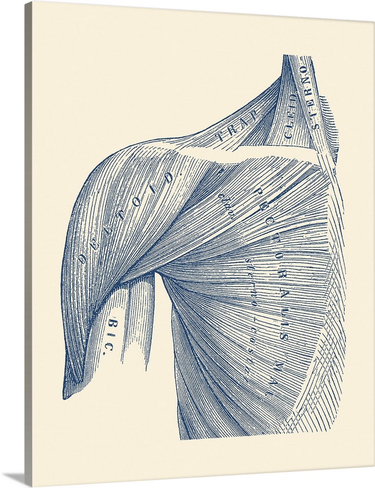 Vintage diagram of the muscles within the upper arm, shoulder, and neck.