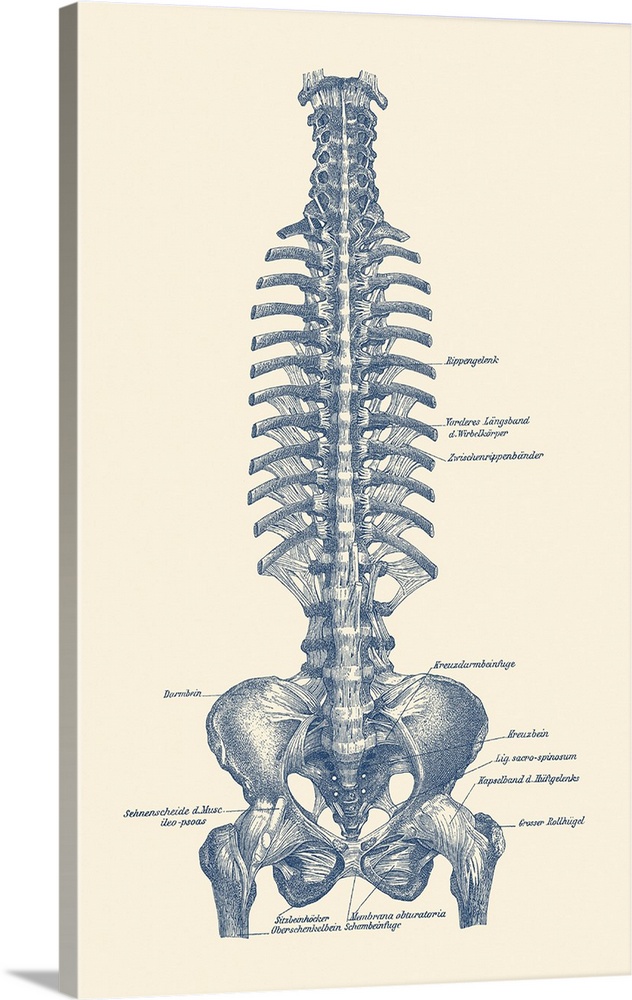 Vintage diagram of the spine and pelvis within a human body labeled in german.