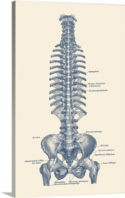 Vintage Diagram Of The Spine And Pelvis Within A Human Body Labeled In German