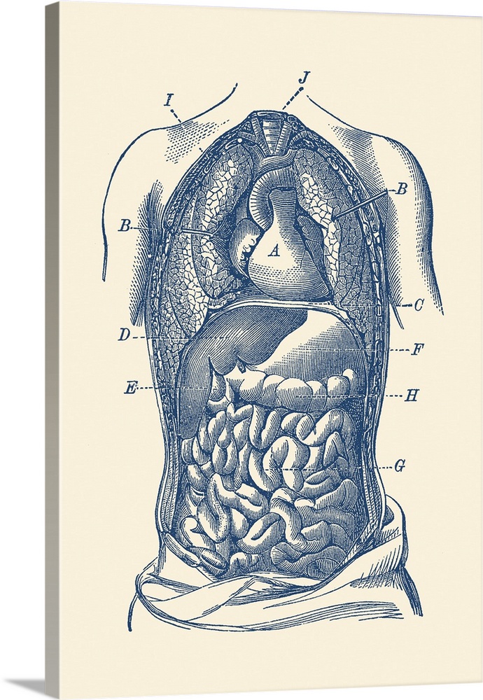 Vintage diagram the human digestive system, showcasing the small and large intestines.