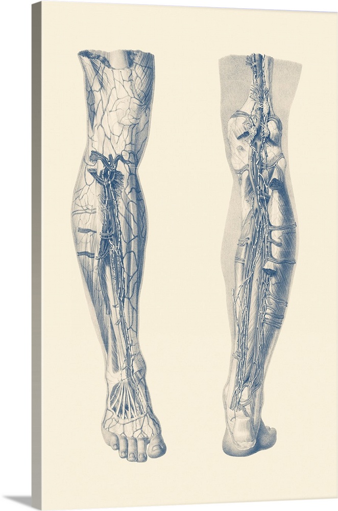 Vintage print showing a dual view of the human muscular system of the right leg.