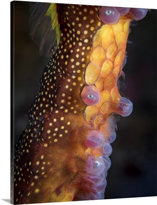 Weedy sea dragon with eggs, Tasmania, Australia