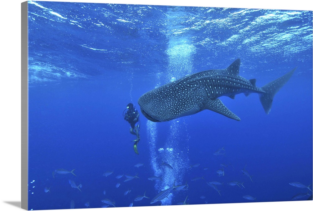 Whale shark and diver, Maldives.