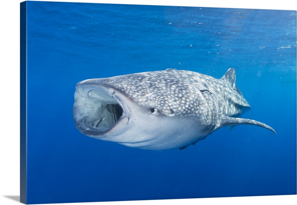 Whale shark descending to the depths with mouth wide open.