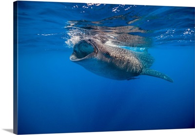 Whale shark in Isla Mujeres, Mexico
