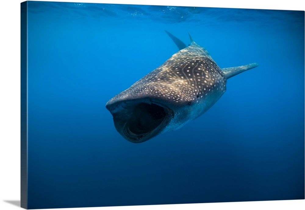 Whale shark in Isla Mujeres, Mexico.