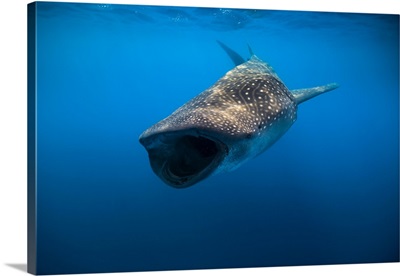 Whale shark in Isla Mujeres, Mexico