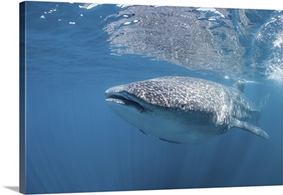 Whale shark, Sea of Cortez, Mexico