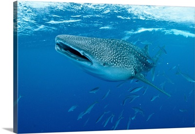 Whale shark swimming with mouth open, accompanied by fusilier fish, Maldives.