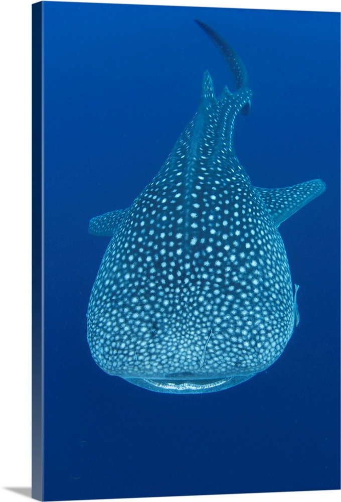 Whale shark, Rhincodon typus, under a fishing platform, these sharks are friends with the fishermen who hand feed them at ...