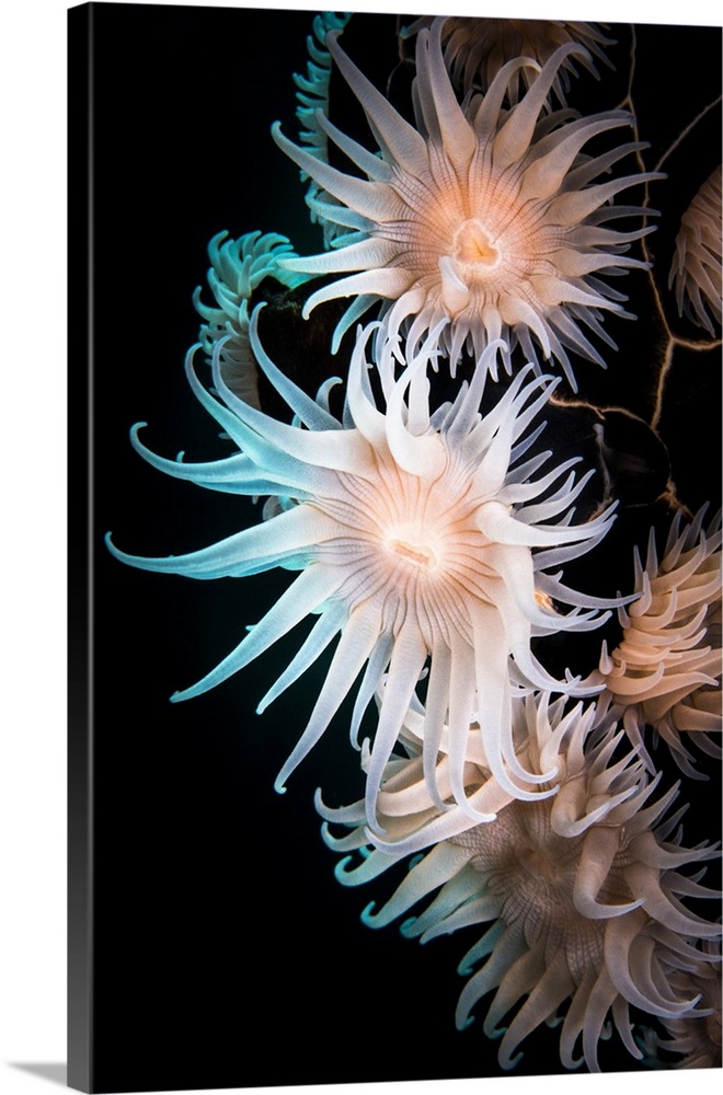 Whip coral anemones, Hormathiid species in Komodo National Park, Indonesia.