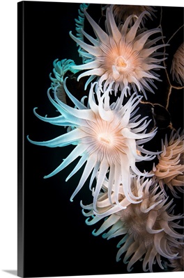 Whip coral anemones, Hormathiid species in Komodo National Park, Indonesia