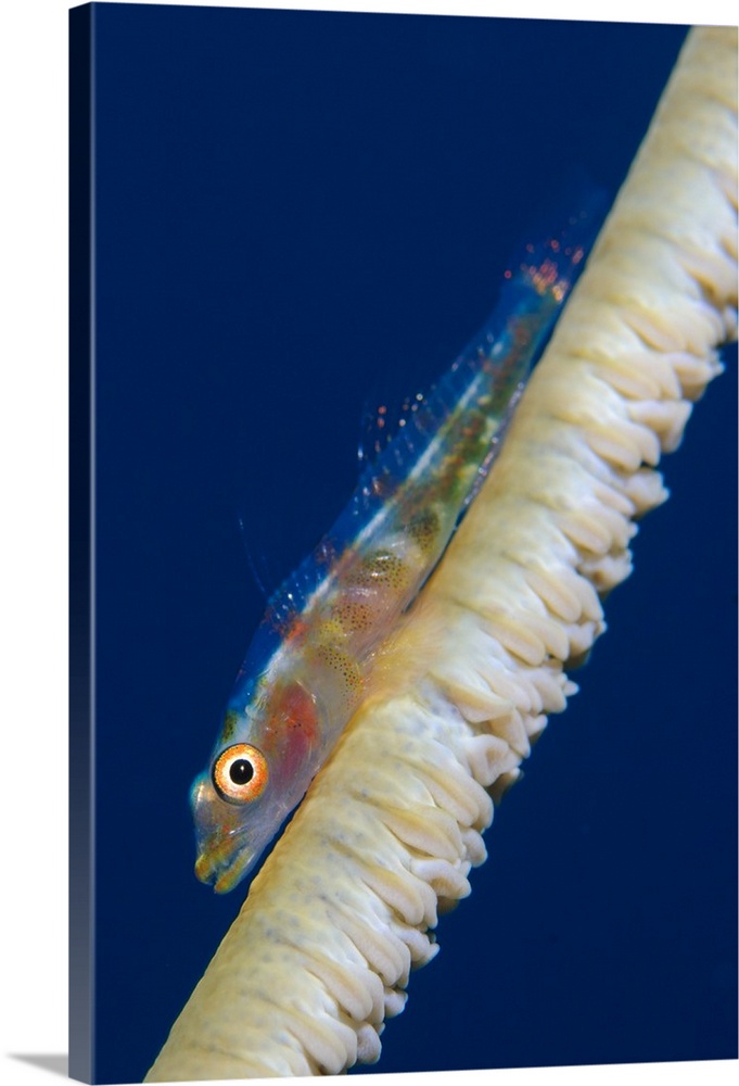 Whip-coral goby on common wire coral.