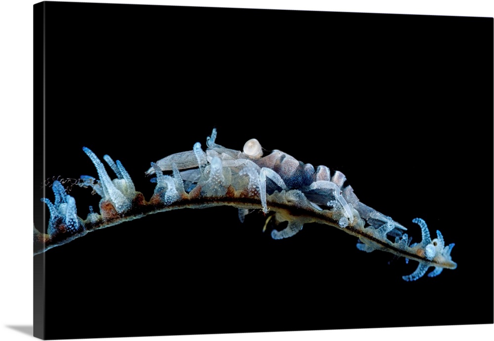 Whip coral shrimp on whip coral.