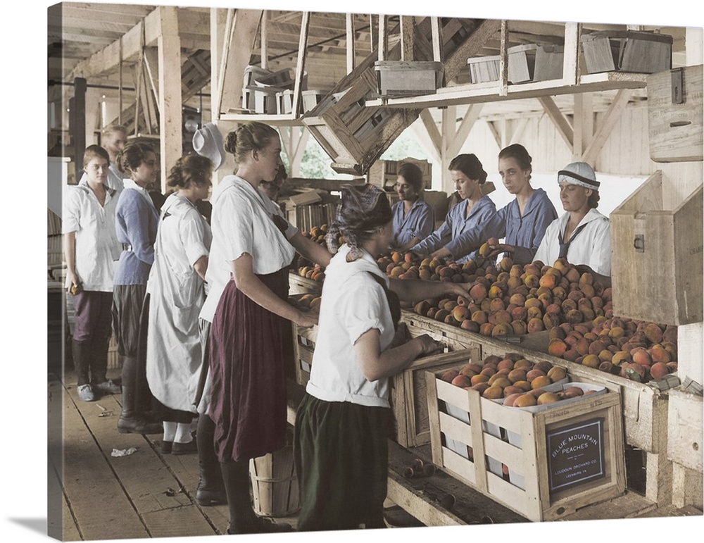 August 1, 1917 - World War I farmerettes packing peaches on a farm in Leesburg, Virginia. This photo has been digitally re...