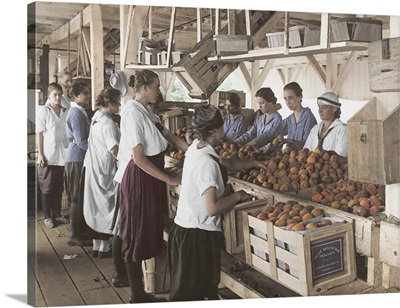 World War I farmerettes packing peaches on a farm in Leesburg, Virginia.
