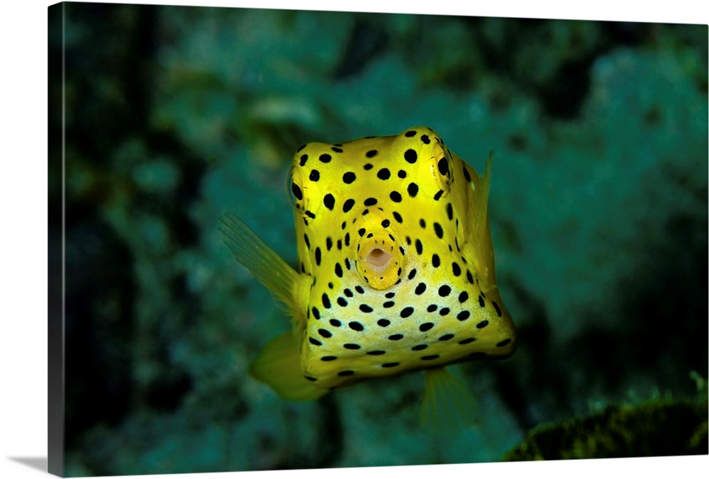 Yellow boxfish, Koh Racha Yai, Thailand.