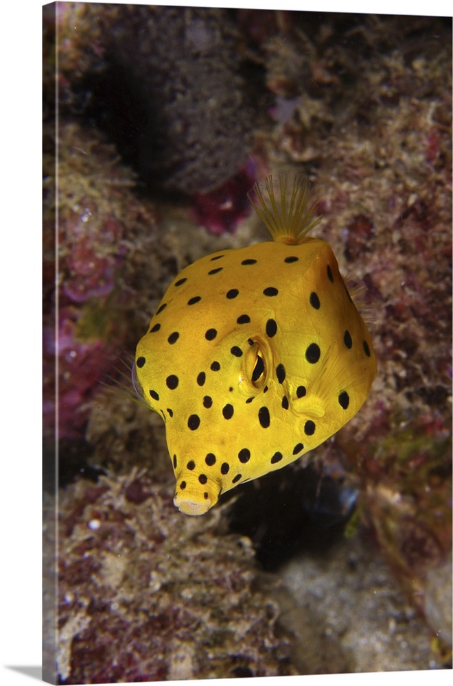 Yellow boxfish, North Sulawesi, Indonesia.