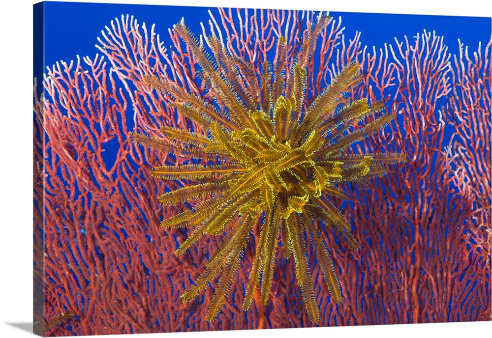 Yellow feather star on red sea fan, Papua New Guinea.