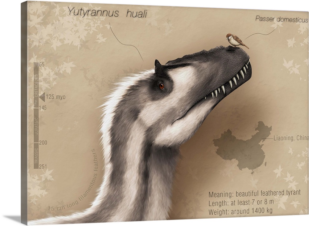 Yutyrannus huali is a feathered tyrannosauroid from the Early Cretacous of China.