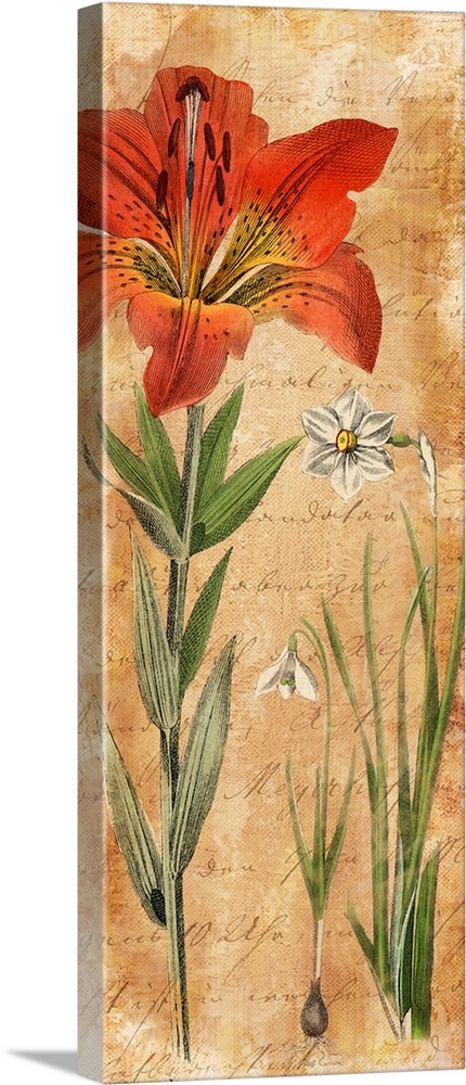 Illustration of a large red lily and smaller white lilies.