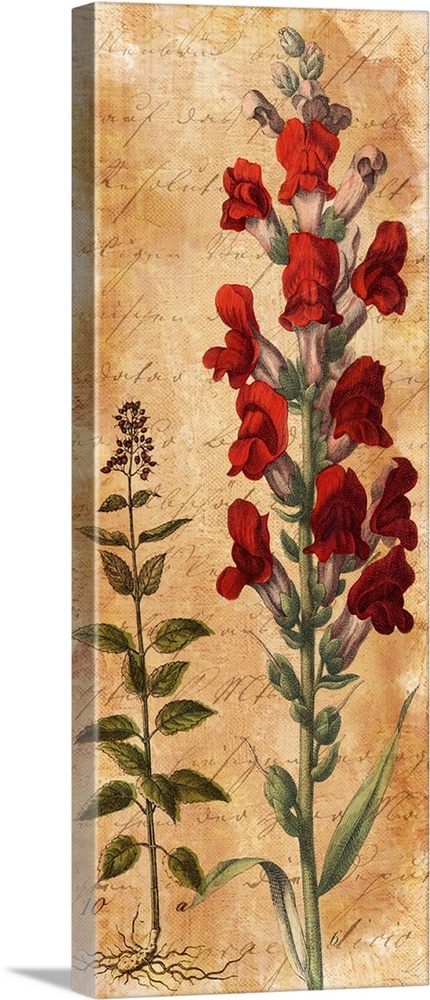 Illustration of a snapdragon with red flowers.