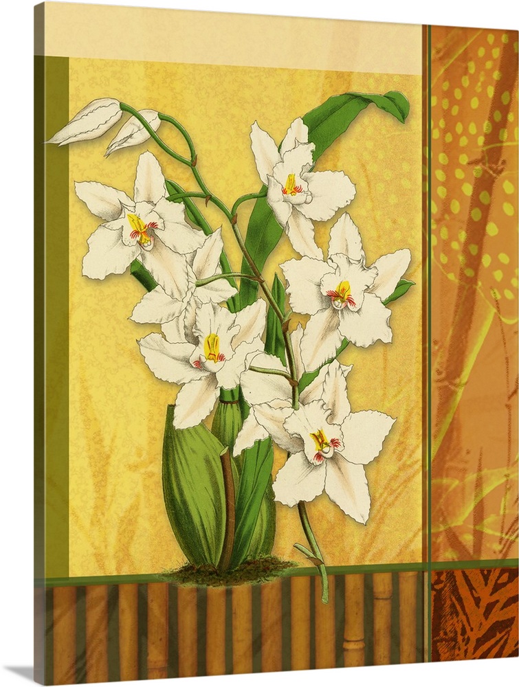Ceylon Orchids II
