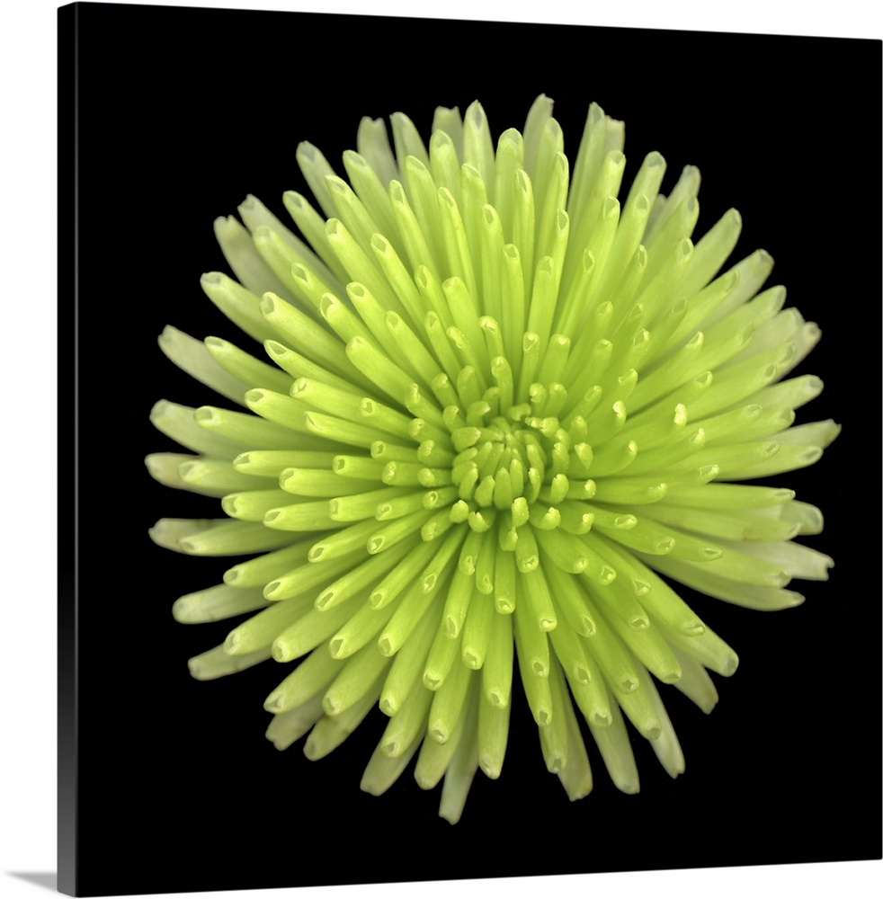 Green Chrysanthemum II