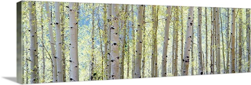 Aspen | Great Big Canvas