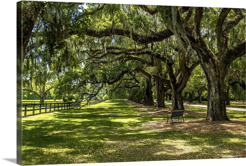 A shady path under the trees in Boone Hall Plantation, South Carolina.