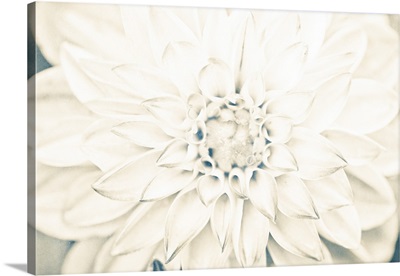 Bright White Bloom I