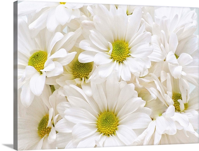 Bunch Of White Daisies Great Big Canvas