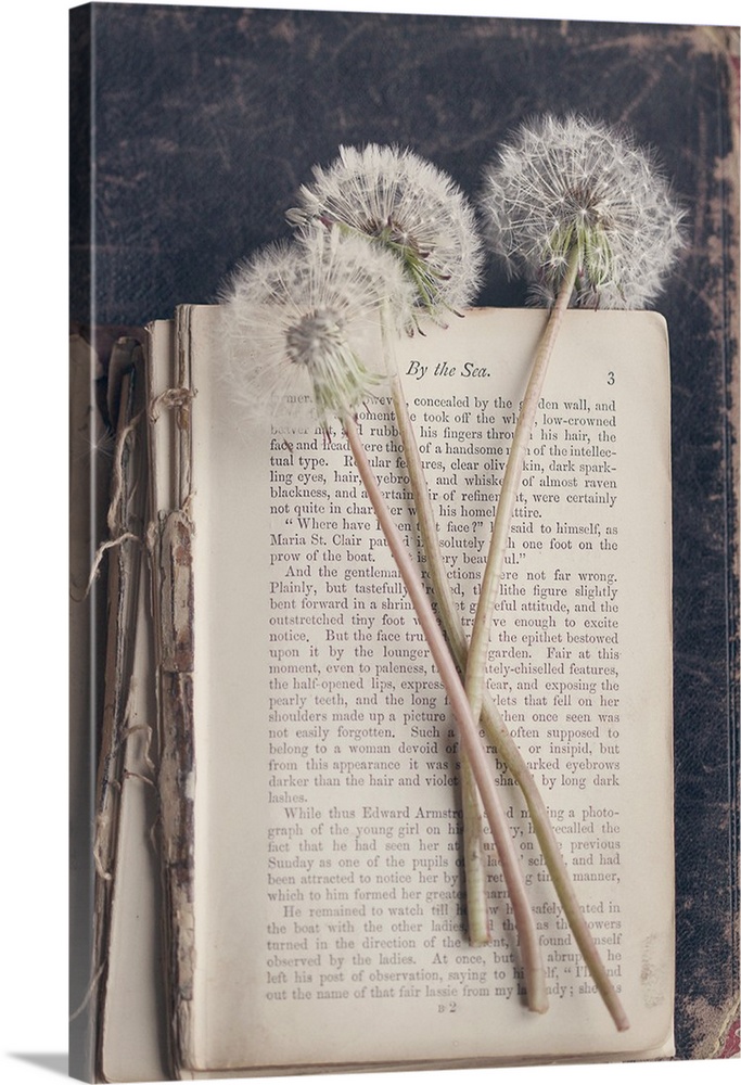 A photograph of three dandelions on top of a vintage book.