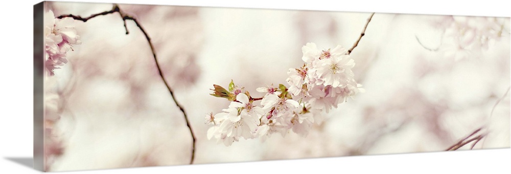 Shallow depth of field photograph of cherry blossom branches and flowers with a soft focus background.