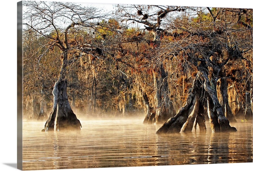 A photograph of cypress trees on a foggy creek.