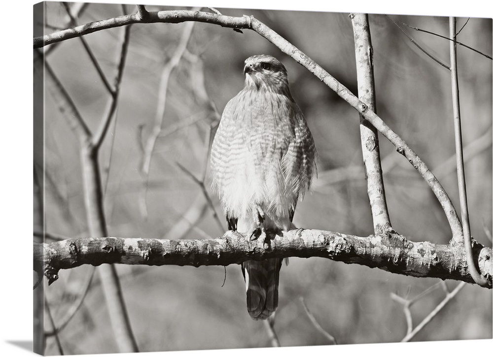 A black and white photograph of a red-shouldered hawk perched on a branch.