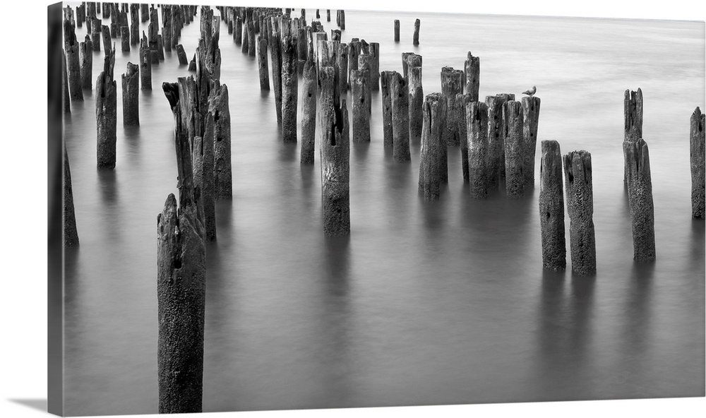 Black and white photograph of weathered wooden posts in the ocean.