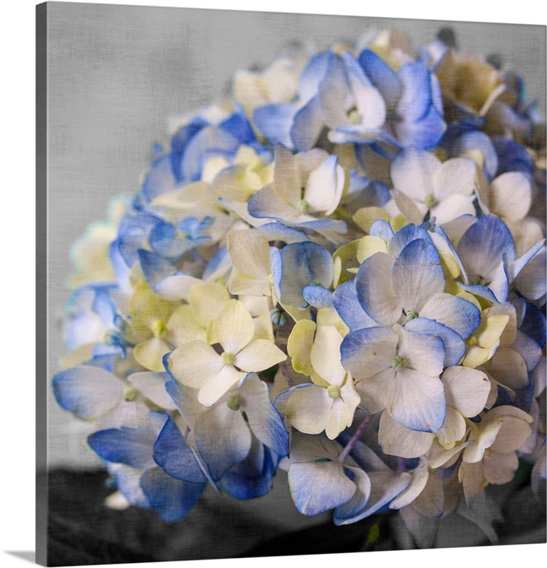 Hydrangeas I Great Big Canvas