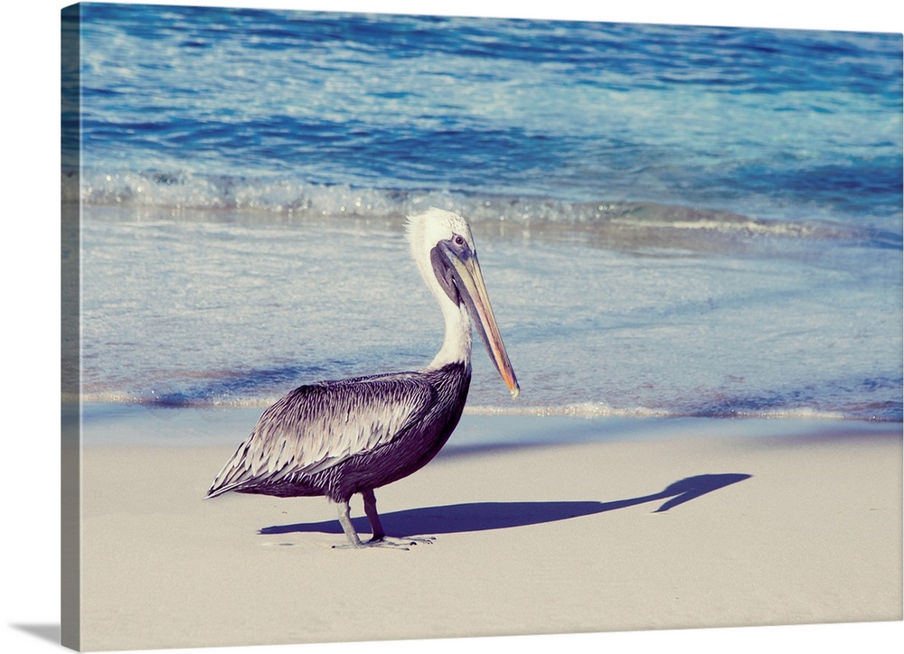 Photograph of a pelican and his shadow.