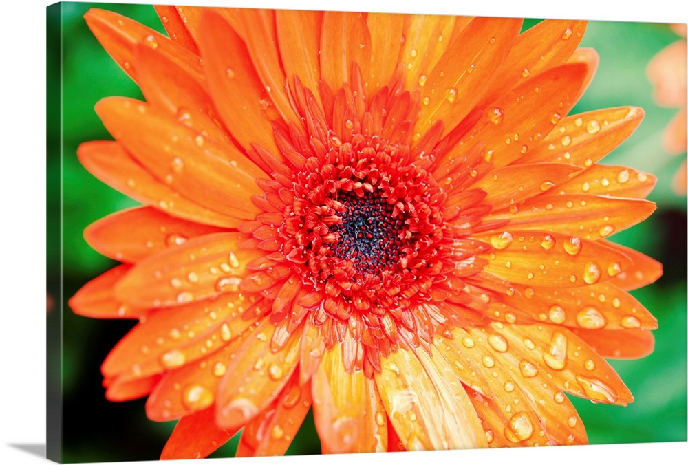 Close-up photograph of a vibrant orange flower with water droplets on the petals.