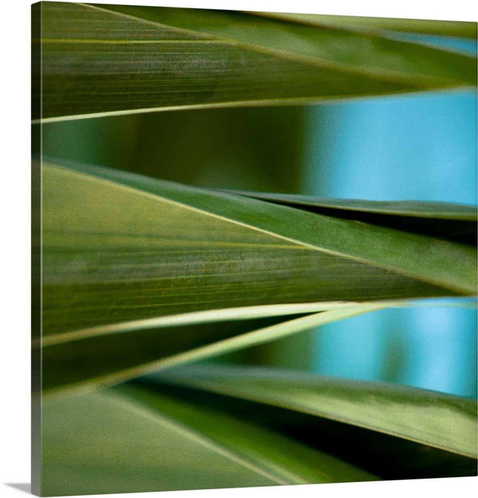 Close up photo of vibrant green palm leaves.