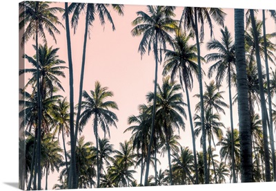 Palms View On Pink Sky II