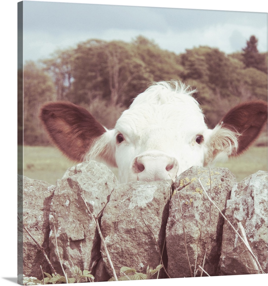 Peek-a-Boo Cow