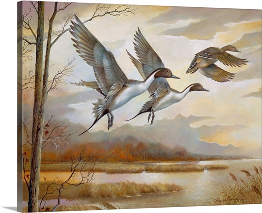 Pintails Photo Canvas Print | Great Big Canvas