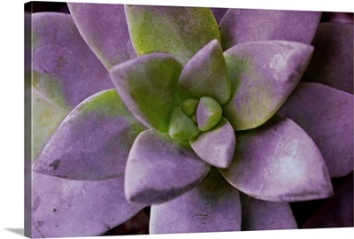 Purple Succulent I