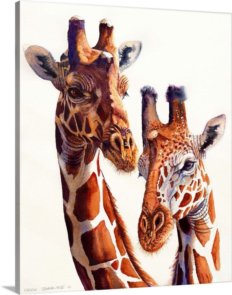 Safari Giraffes