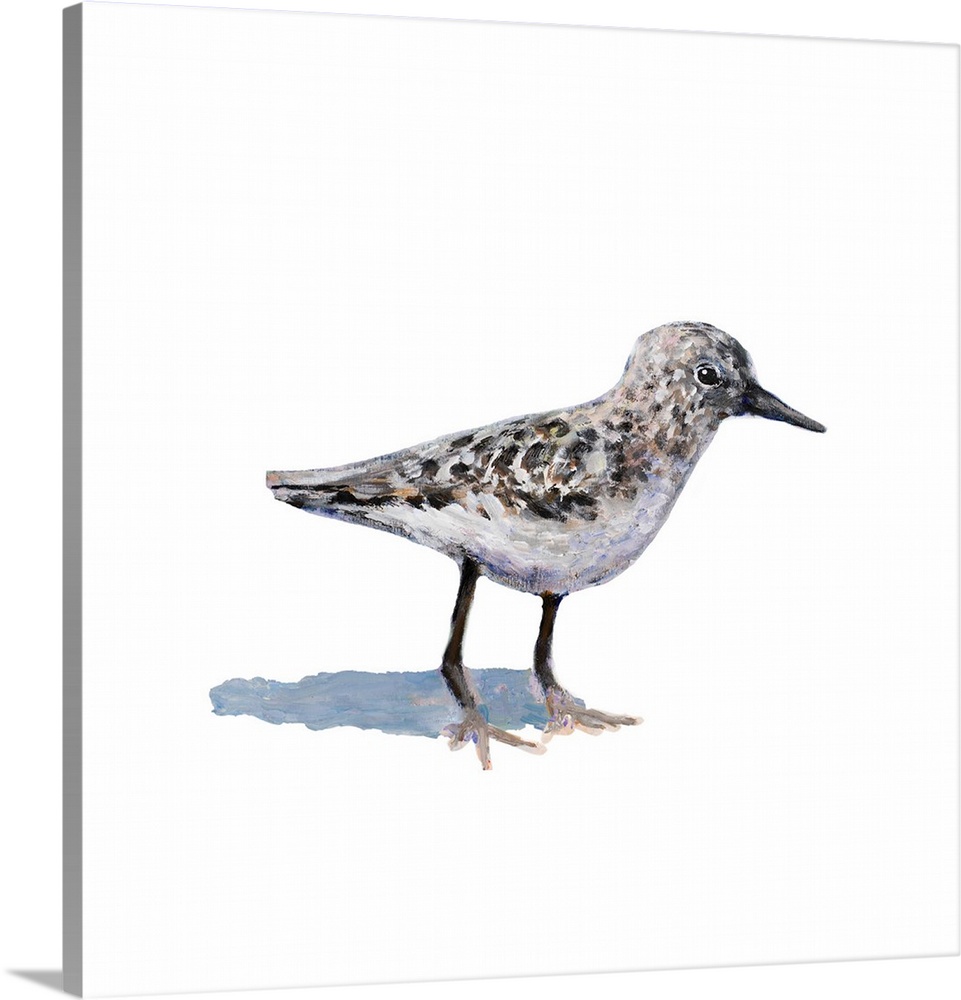 Square painting of a sandpiper on a solid white background.